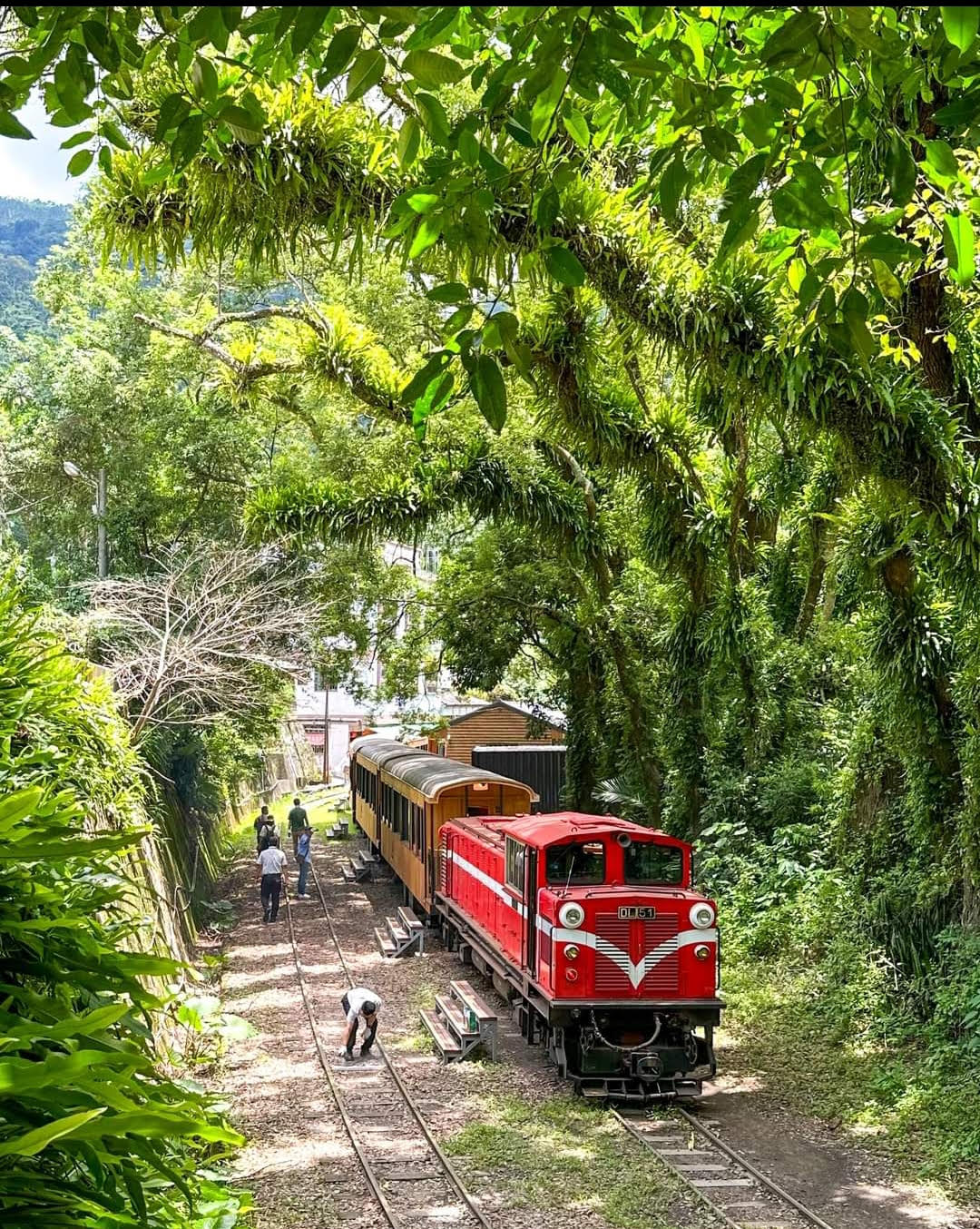 阿里山小火車回來了 