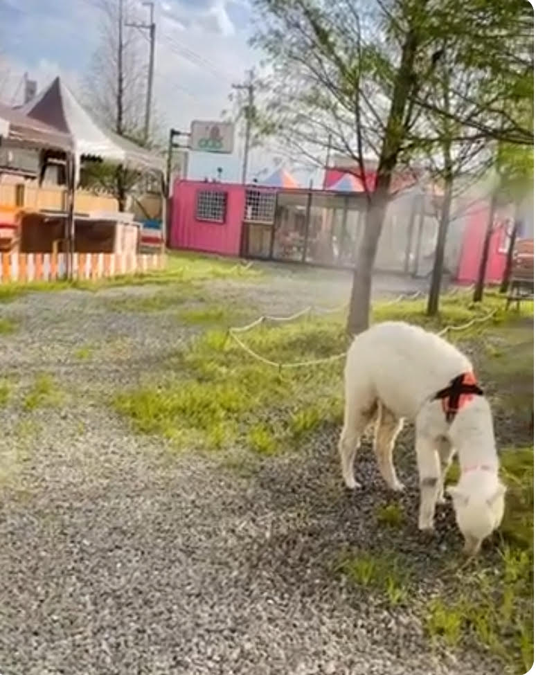 萌寵村親子樂園~可愛萌寵互動餵食、供應餐飲，以及室內遊樂設施